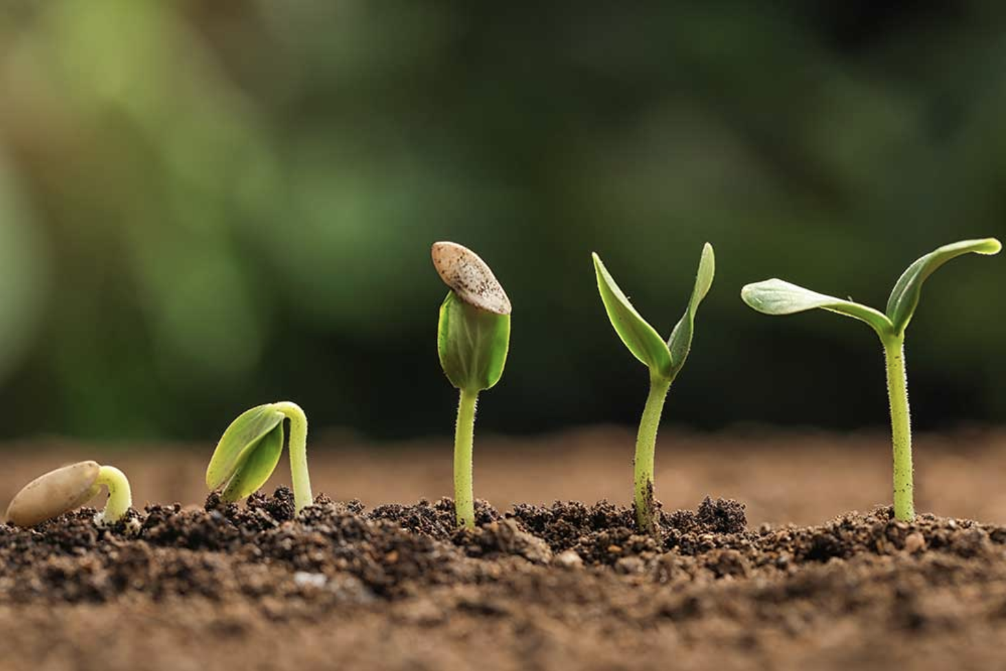 Seeds growing in stages
